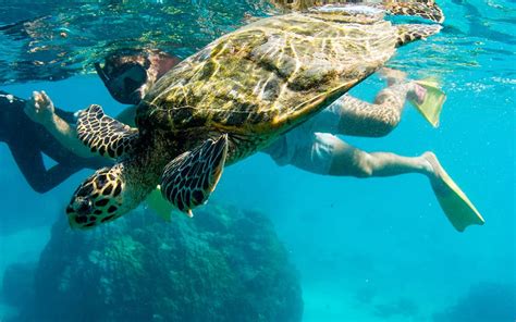 Turtles Are The Rock Stars Of The Ningaloo Reef Aussie Marine Adventures