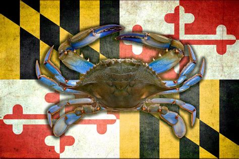 Maryland Flag Blue Crab By Swamphoxphotography On Etsy Maryland Flag