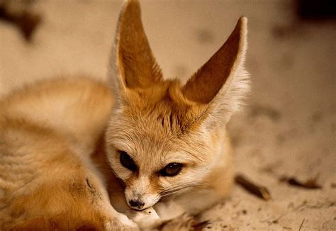 Fennec Fox Foxes Fox Big Ears Hd Wallpaper Peakpx