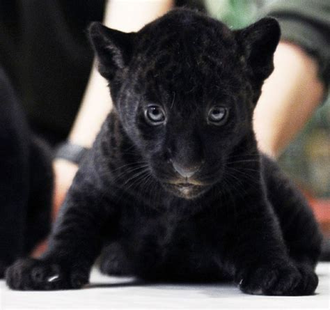 Baby Panther Via Getty Images Cute Baby Animals Baby Panther Baby