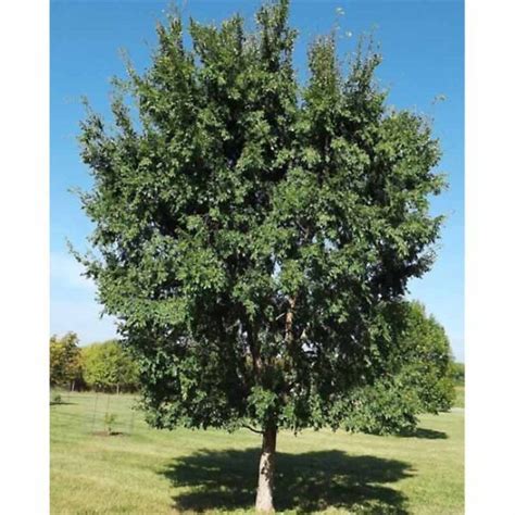 Ulmus Parvifolia Chinese Lacebark Dynasty Elm Tidewater Trees