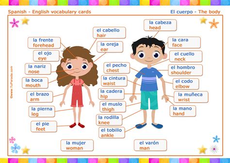 Vocabulario Español Inglés El Cuerpo The Body Vocabulario Español