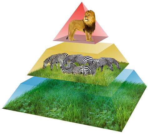 They are at the top of the food chain in the african savanna. Energy Pyramid | Food Pyramid For Kids | DK Find Out