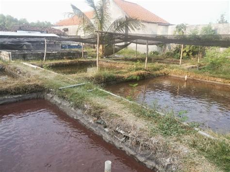 Setelah proyek batu alam untuk lantai carport selesai, lanjut proyek taman. Gambar Kolam Ikan dari Batu Alam Minimalis Sederhana Depan ...