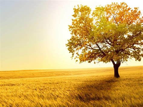 70 Tree Background Images