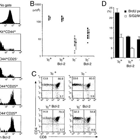 Enforced Expression Of Bcl 2 Partially Restores Thymic Development In C