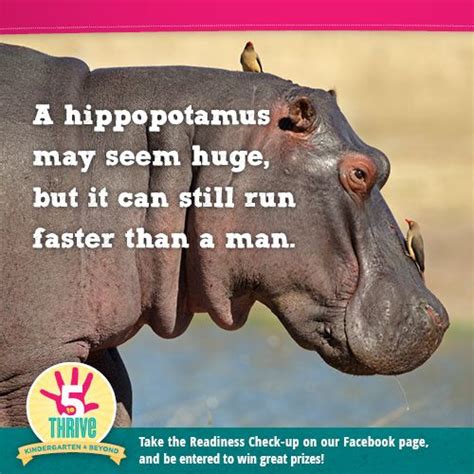 A Hippopotamus May Seem Huge But It Can Still Run Faster Than A Human