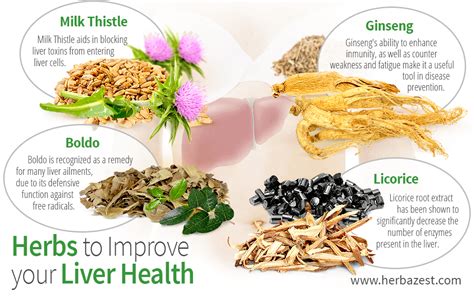 Herbs To Improve Your Liver Health Herbazest