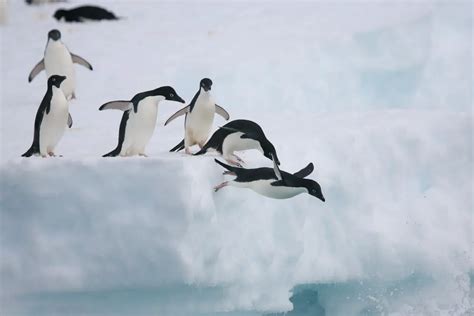 Can Penguins Fly Or Only Swim