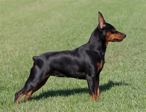 More images for how much is a mini doberman pinscher » Miniature Pinscher Information - Dog Breeds at dogthelove