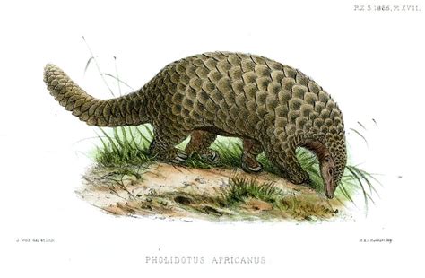 Dec 28, 2020 · the fibonacci sequence is a path of least resistance, seen in the structure of large galaxies and tiny snails. d20 Despot: Monster Monday: Pangolins, Armor-Covered Anteaters