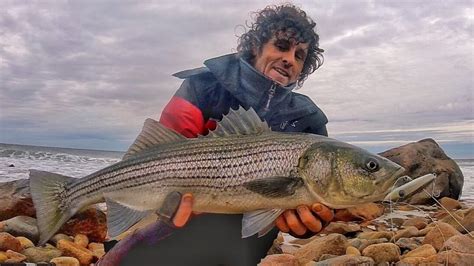 My Best Striper Lures Surfcasting For Striped Bass On Samson Lures