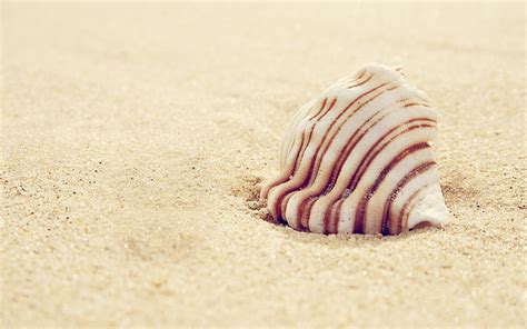 White Sea Shell Shell Striped Sand Hd Wallpaper Wallpaperbetter