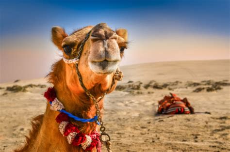 It began almost three decades ago with a container of frozen camel blood in belgium, took a detour through morocco and progressed to a stock listing in new york last year. What Do You Call A Three Humped Camel? - Riddle - Quizony.com