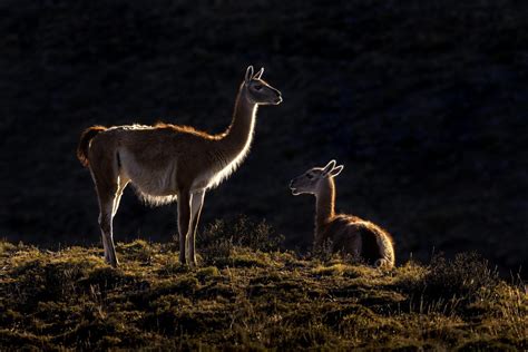Recuperando el hábitat del guanaco en Parque Nacional Patagonia