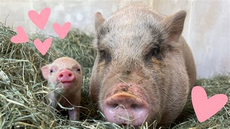 Rescued Mama Pig And Baby Piglet Talking To Each Other Youtube