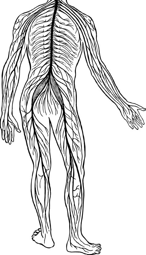 Free Nervous System Cliparts Download Free Nervous System Cliparts Png