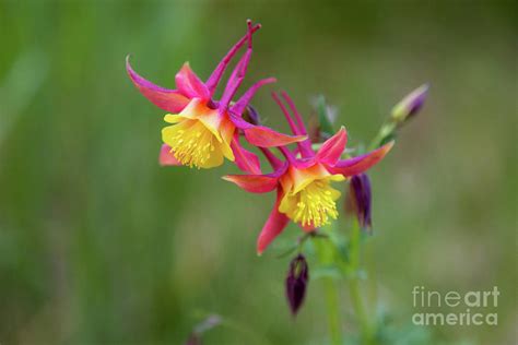Red Columbine Wildflowers Photograph By Mike Cavaroc Fine Art America