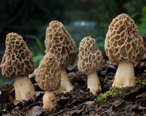 Tips For Finding Morel Mushrooms All Mushroom Info