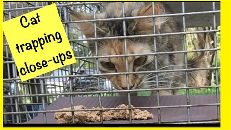 Trapping Feral Cats Trap Neuter Return Close Up Tnr Youtube