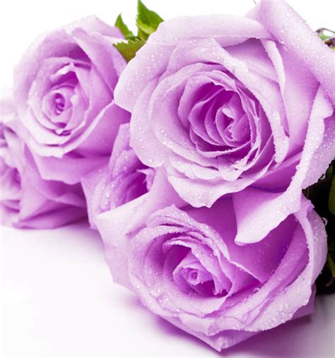 Bloomingmore takes pride in offering a wide variety of wholesale flowers and greens. Bulk Fresh Cut Flowers - Flowers Shop