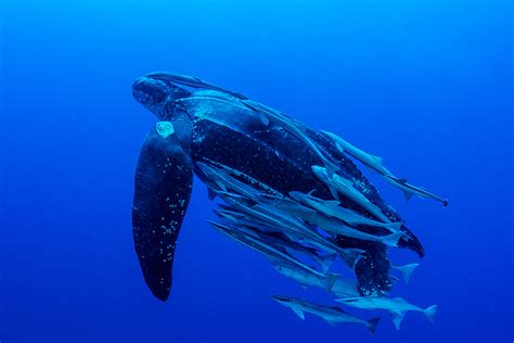 Take Action Ask The Pacific Council To Protect Sea Turtles Whales