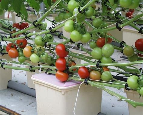 Hydroponic growing buckets dutch buckets. 1000+ images about Hydroponic Tomatoes on Pinterest ...