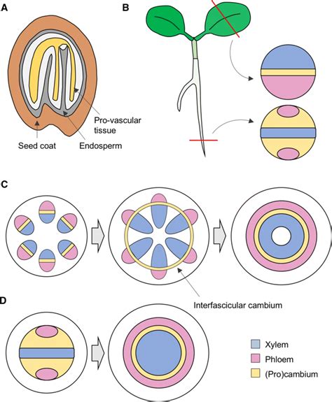 Organization Of Plant Vascular Tissues A Appearance Of The Provascular