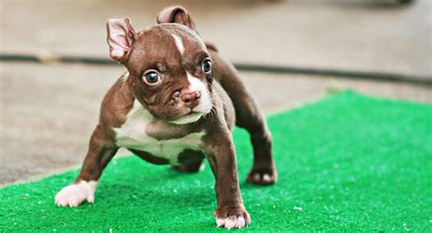 Miniature Pitbull Terrier