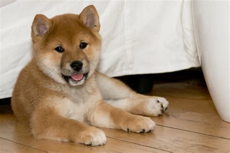 Adorable Red Shiba Inu Puppy Eiyu Shiba Inu Shiba Inu Puppy Shiba