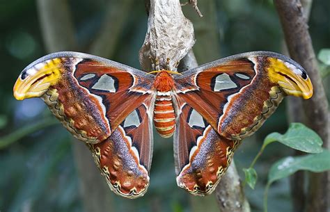 Atlas Moth Facts Animals Of Southeast Asia Worldatlas