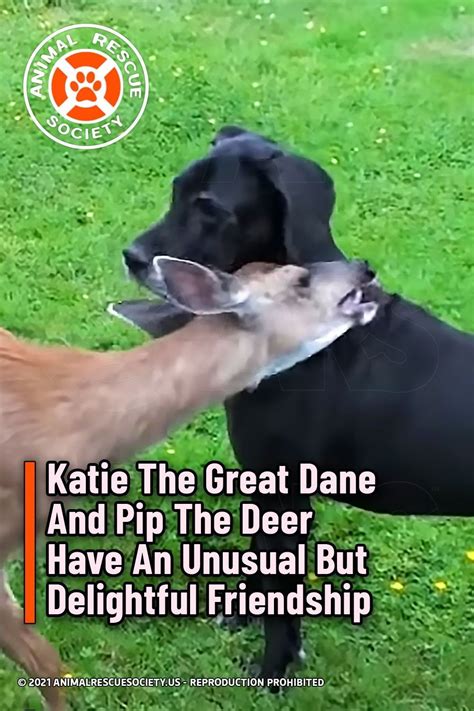 Katie The Great Dane And Pip The Deer Have An Unusual But Delightful