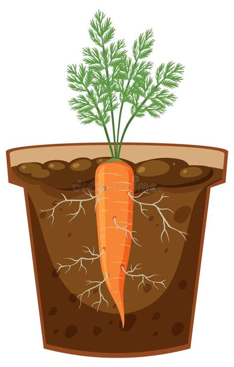 Root Of Carrot Plant Vector Stock Vector Illustration Of Anatomy