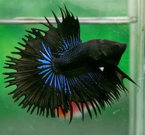 Super Black Or Something Else Betta Fish And Betta Fish Care