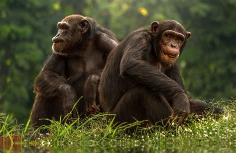 Sex Roles Are Flexible In Chimpanzees And Bonobos What Does That Say