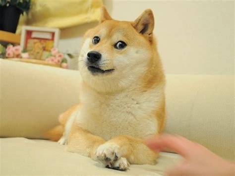 Media Made My Day Doge Meme Very Popular Much Wow So Trend
