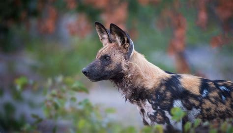 Can African Wild Dogs Kill Humans