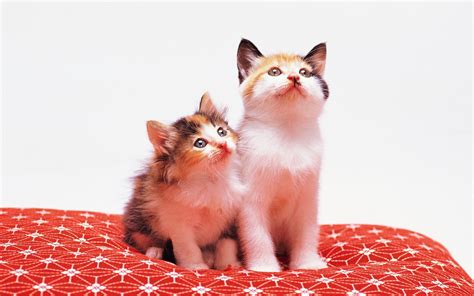 Two Cute Kitten Wallpapers And Images Wallpapers