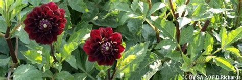 Vigijardin Dahlia