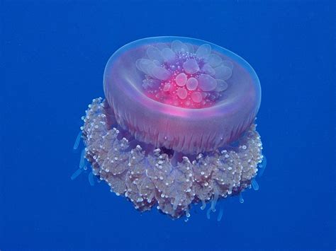 Dangerous Jellyfish Encyclopedia Of Wild Dangerous Animals