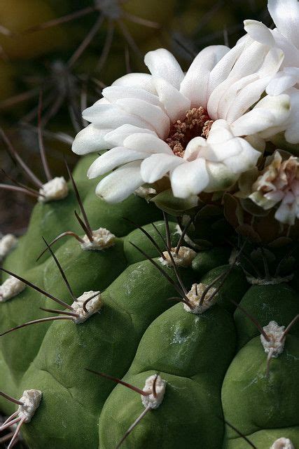 White Flowered Cactus Cacti And Succulents Cactus Flower Cactus Garden