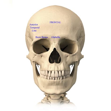 Skull Anatomy Terminology Dr Barry L Eppley