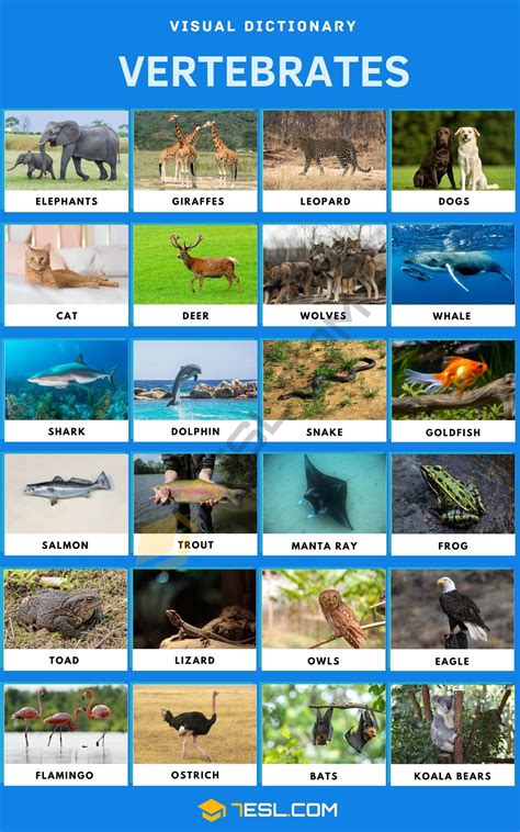 Vertebrates List Of Vertebrate Animals With Interesting Facts 7esl