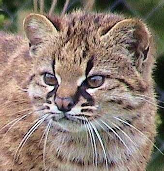 He began his football career at santiago morning of the first tier of his country,. Pampas Cat | Wilde katzen, Tiere wild, Pallas katze