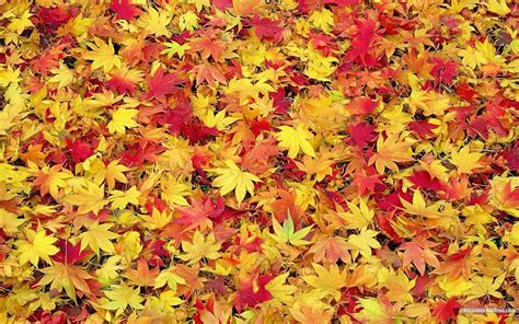 Fall Leaves Backgrounds Wallpaper Cave