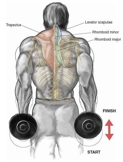 Image Result For Shrug Levator Scapulae Strength Dumbbell Workout