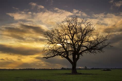Free Photo Of Tree Sunset Silhouette