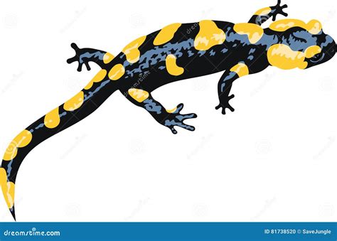 Salamandra Cartoons Illustrations Vector Stock Images Pictures