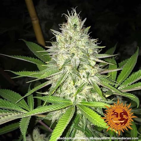 Bad Azz Kush™ Cannabis Seeds Barneys Farm®