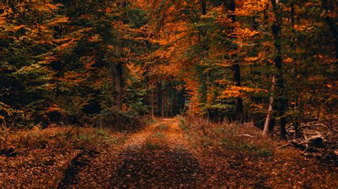 Download Wallpaper 3840x2160 Forest Path Autumn Foliage Fallen
